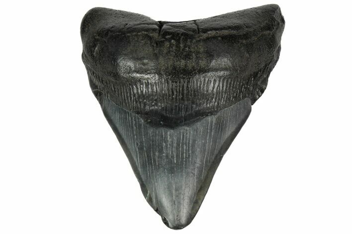 Fossil Megalodon Tooth - South Carolina #186780
